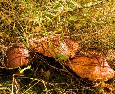 Maślak zwyczajny (Suillus luteus)