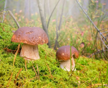 Borowik szlachetny (Boletus edulis)