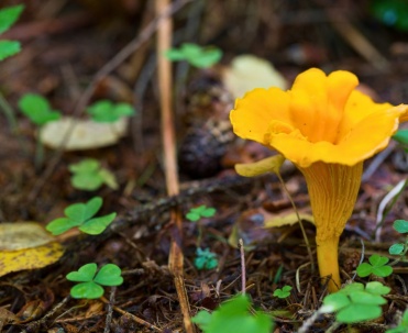 Kurki - idealne do jajecznicy