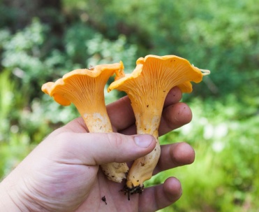 Kurka, czyli pieprznik jadalny (Cantharellus cibarius)