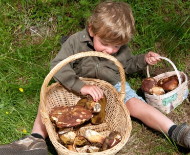 Mikołajki grzybobranie