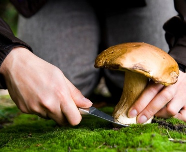 Mikołajki grzybobranie