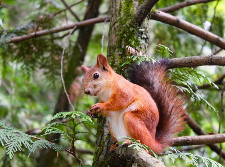 Enklawa Mikołajki ?v=1.0