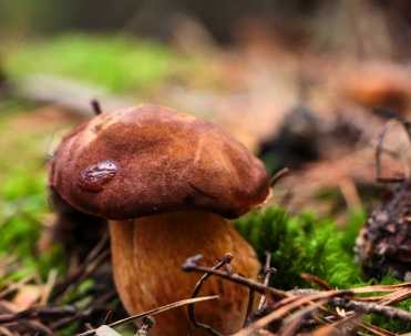 Podgrzybek - na grzyby do Mikołajek