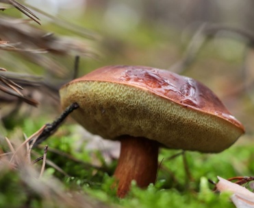 Podgrzybek - na grzyby do Mikołajek