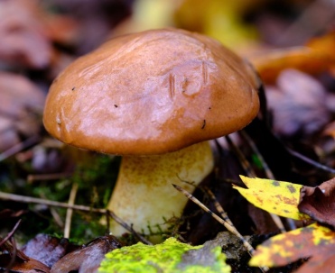 Maślak zwyczajny (Suillus luteus)