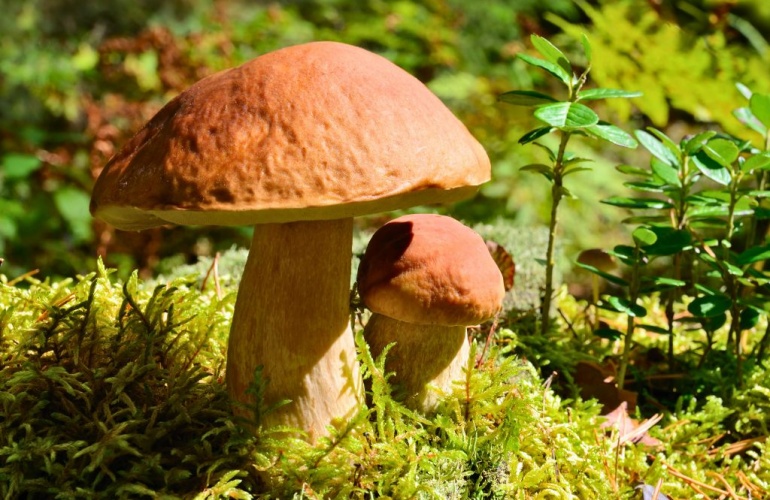 Grzybobranie w Mikołajki – co warto wiedzieć?