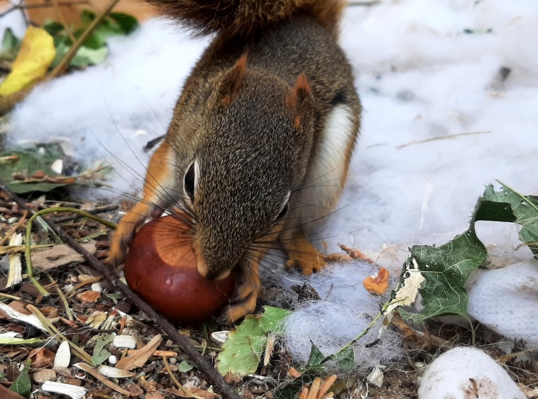 Mini-Zoo - Wiewi&oacute;rkownia